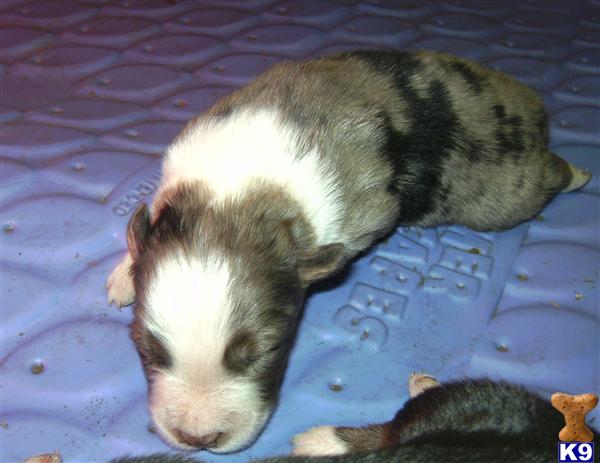 Australian Shepherd Puppies